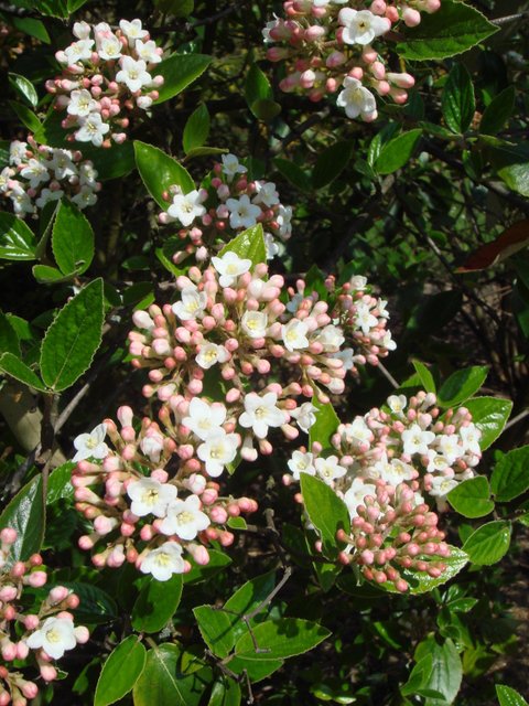 Viburnum x burkwoodii  fleur